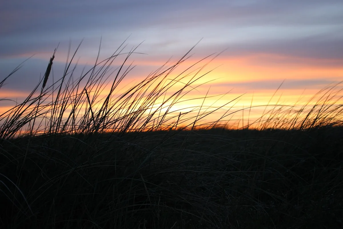 Nederlands natuurgebied met duinen, leefgebied van in het wild levende dieren