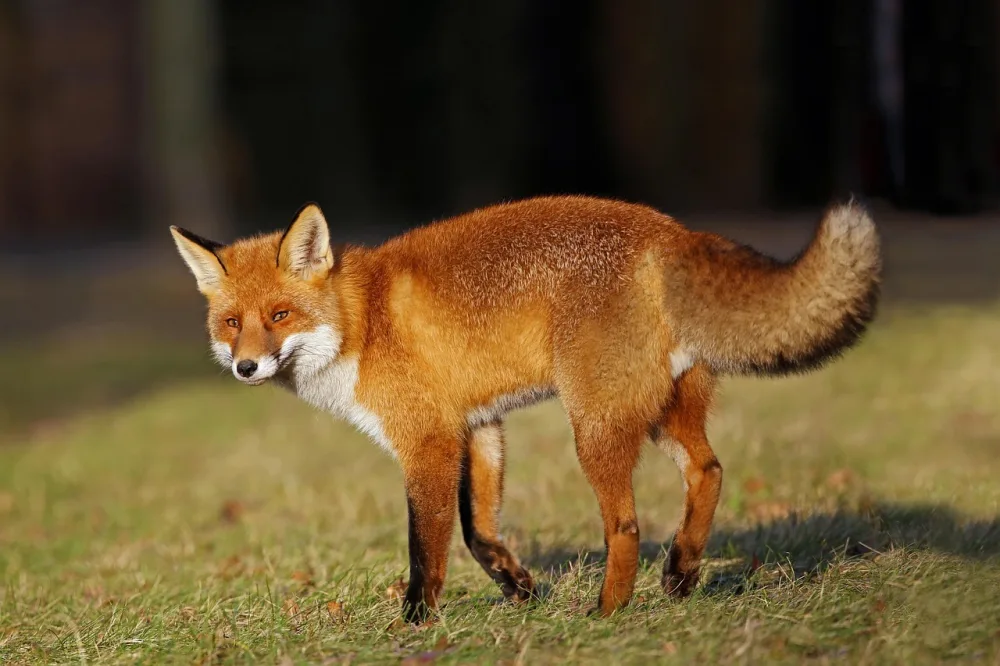 Vos in de vrije natuur in Nederland