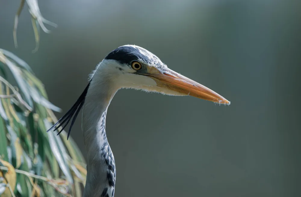 Blauwe reiger in een Nederlands natuurgebied